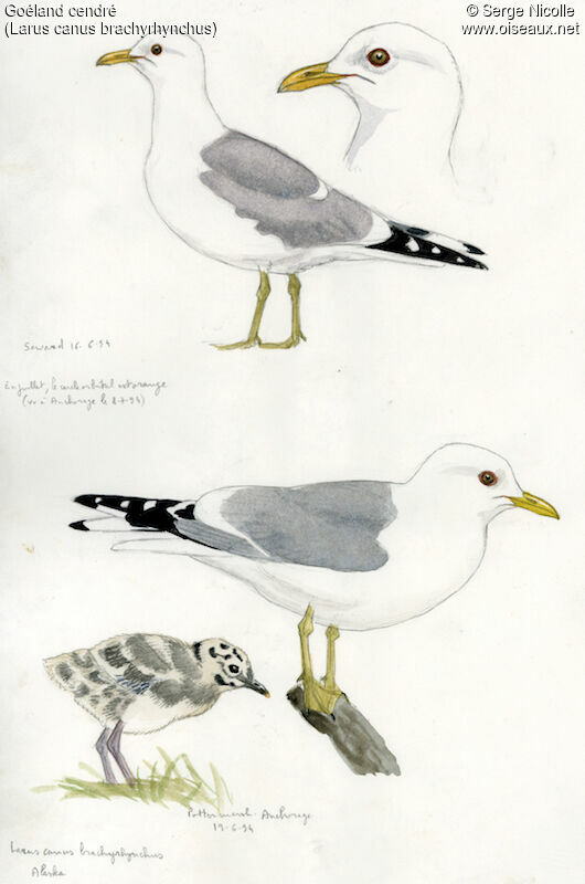 Goéland cendré, identification