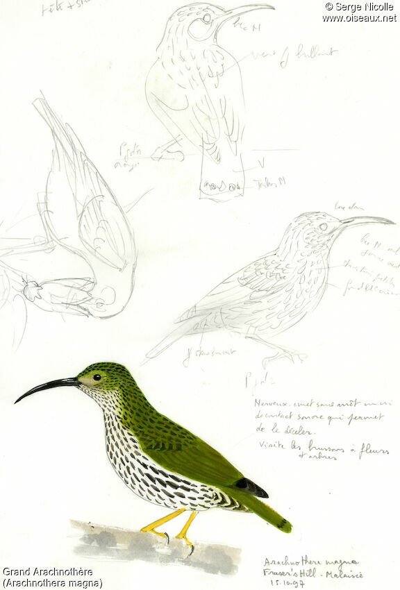 Grand Arachnothère, identification
