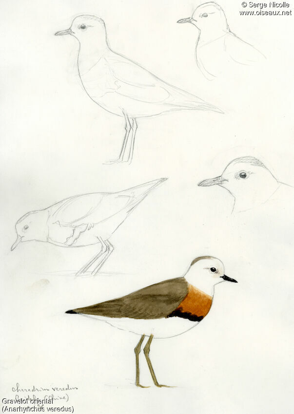Oriental Plover, identification