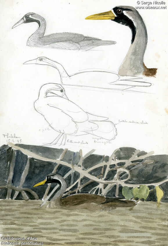 Grébifoulque d'Asie, identification