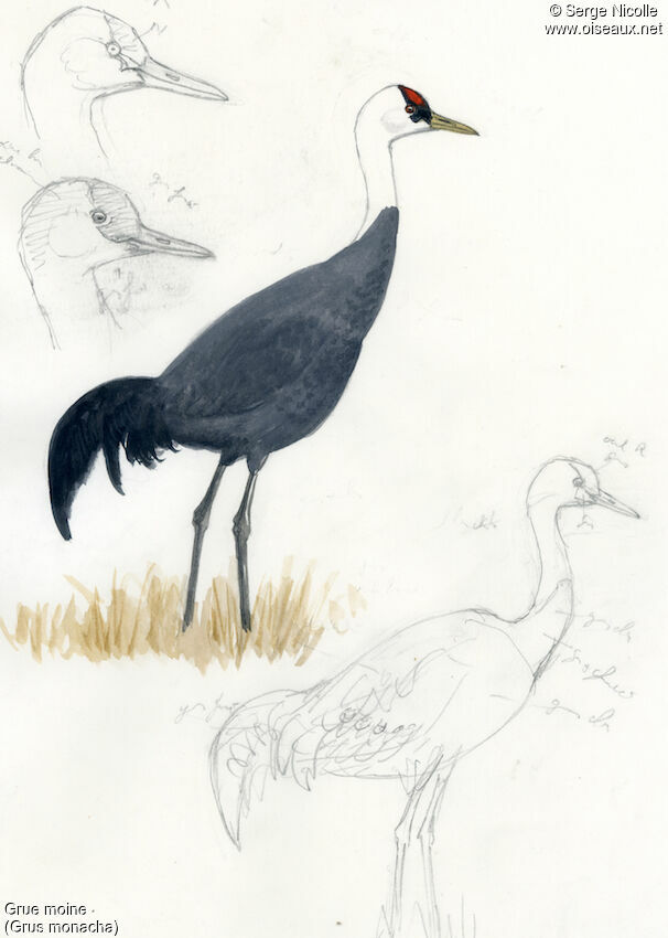 Grue moine, identification