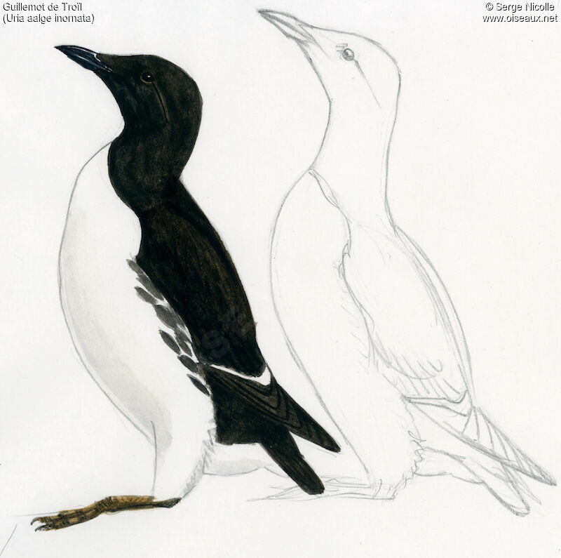 Common Murre, identification