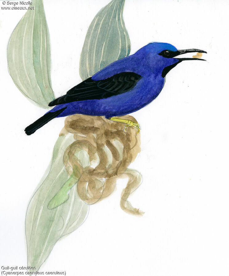Purple Honeycreeper male, identification