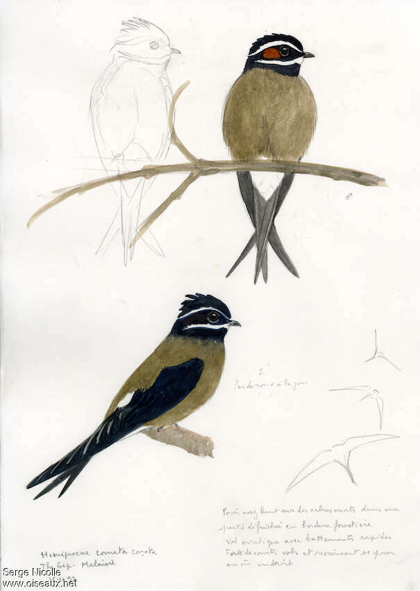 Hémiprocné coiffé mâle adulte, identification