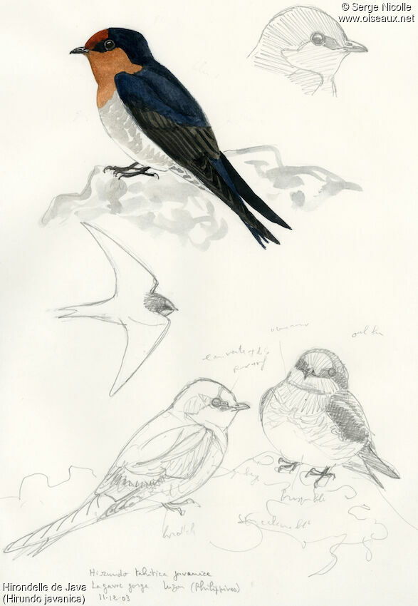 Hirondelle de Java, identification