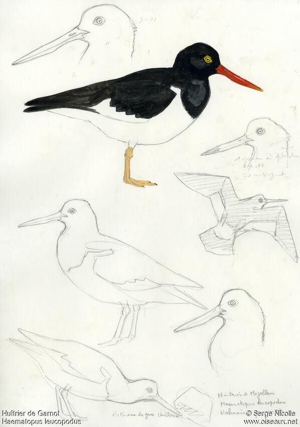 Huîtrier de Garnot, identification