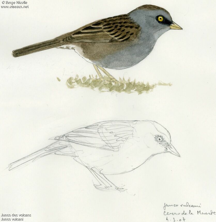 Junco des volcans, identification