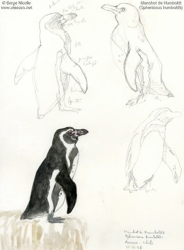 Manchot de Humboldt, identification