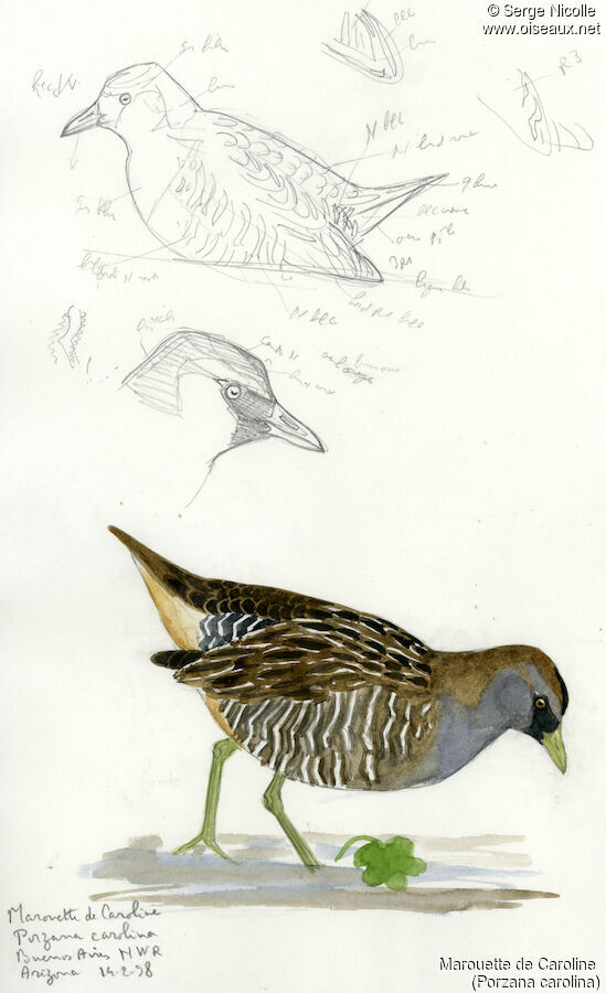 Marouette de Caroline, identification