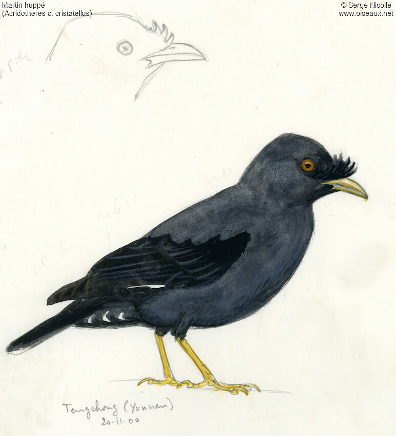 Martin huppé, identification