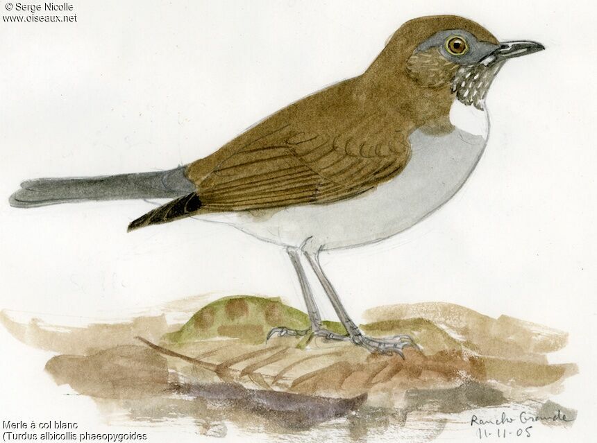 Merle à col blanc, identification