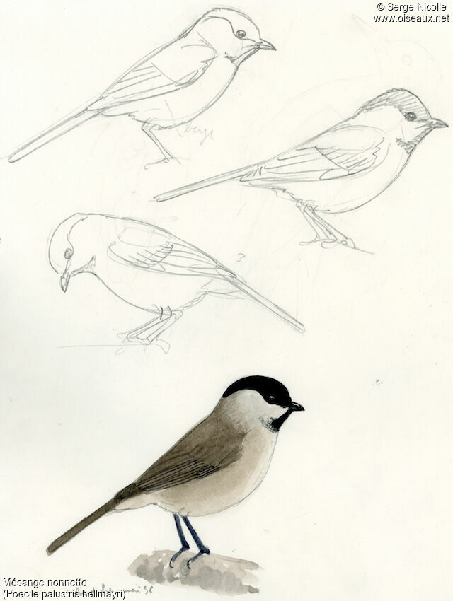 Mésange nonnette, identification