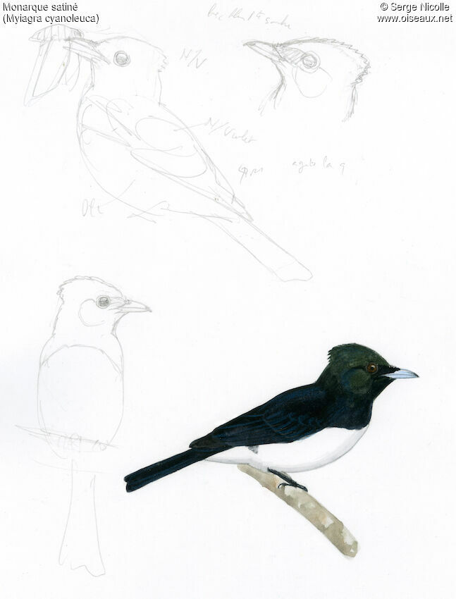Satin Flycatcher, identification