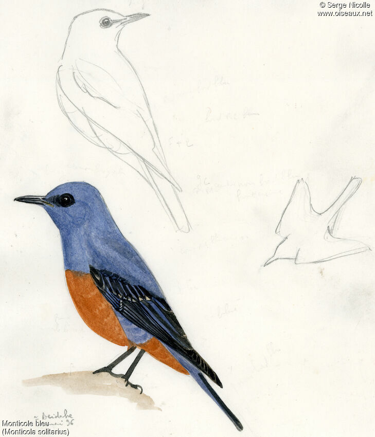 Blue Rock Thrush male, identification