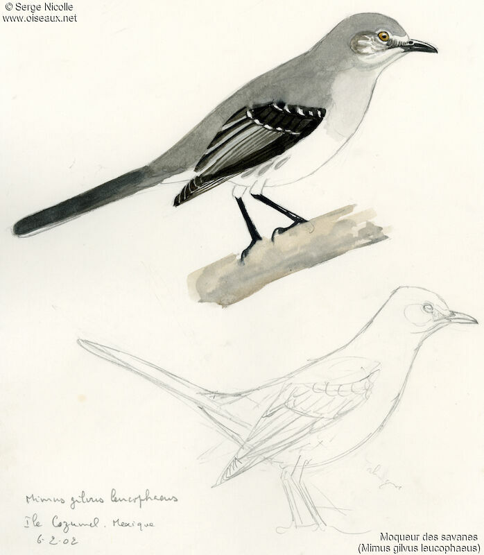 Moqueur des savanes, identification