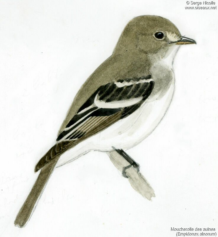 Alder Flycatcher, identification