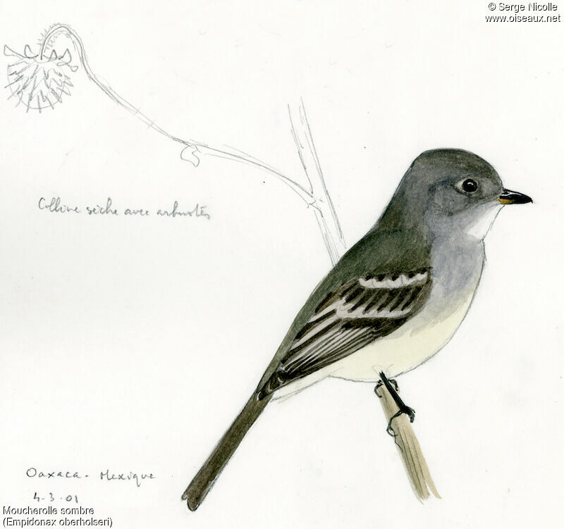 Moucherolle sombre, identification