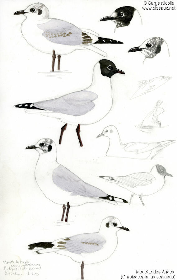Mouette des Andes, identification