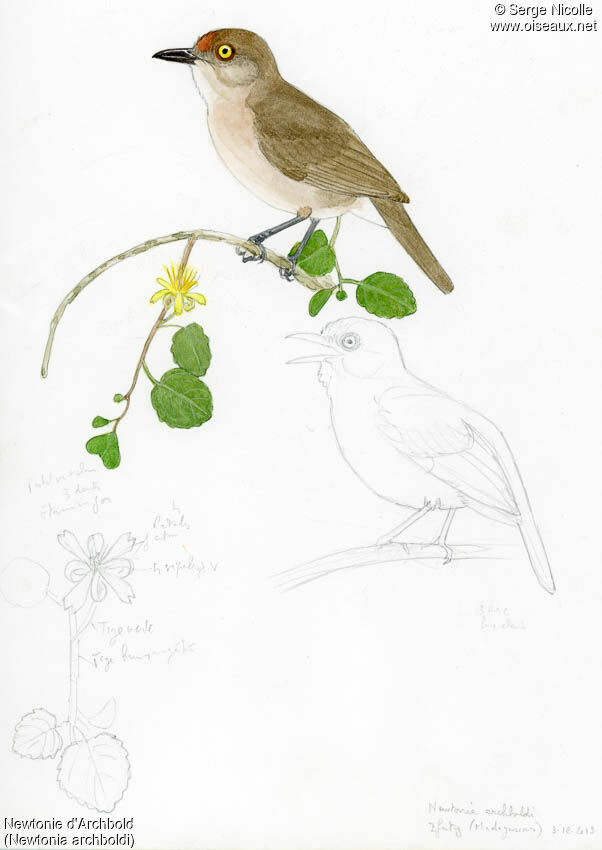 Newtonie d'Archbold, identification