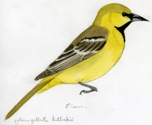 Oriole de Bullock