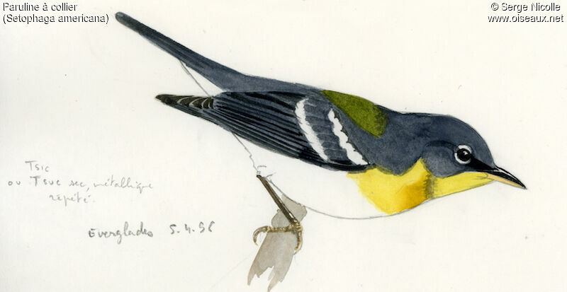 Paruline à collier, identification
