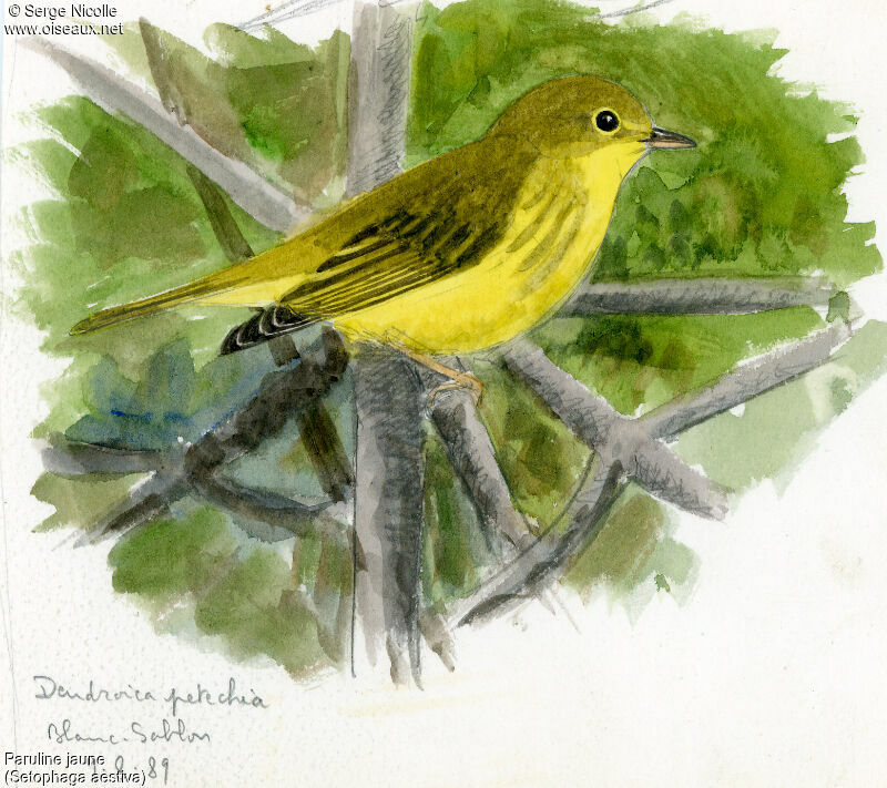 Paruline jaune femelle, identification