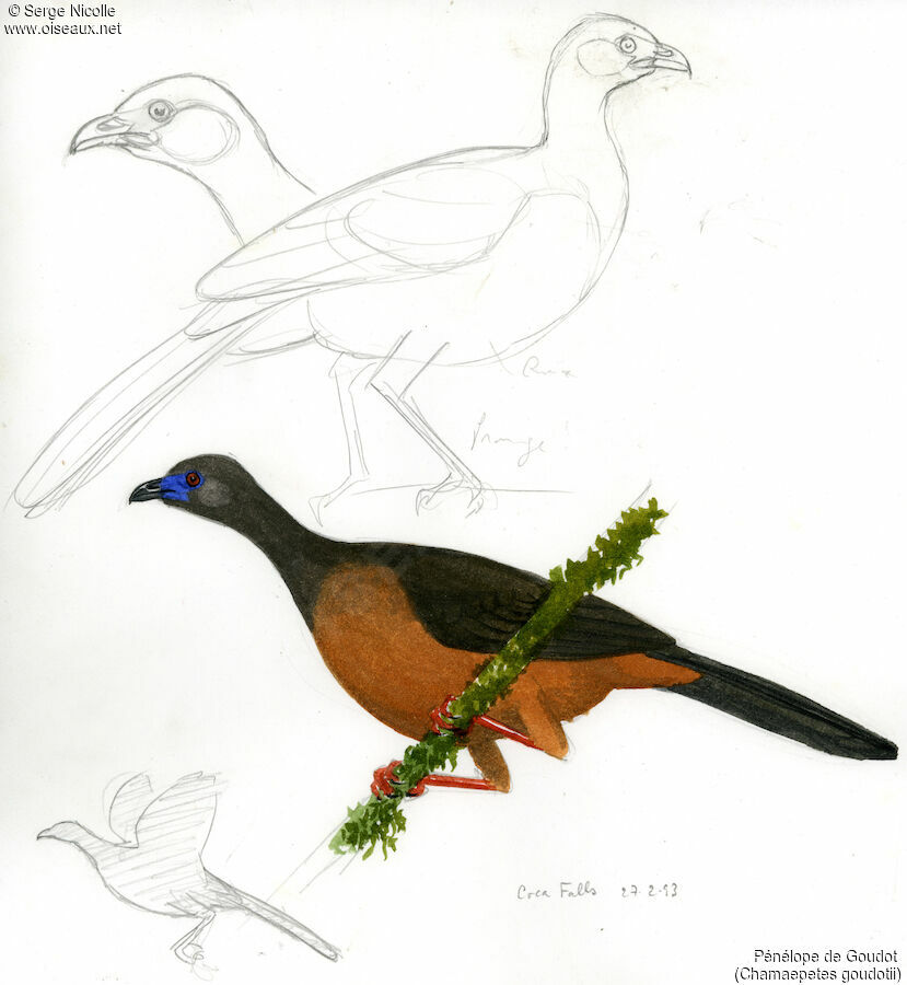 Pénélope de Goudot, identification