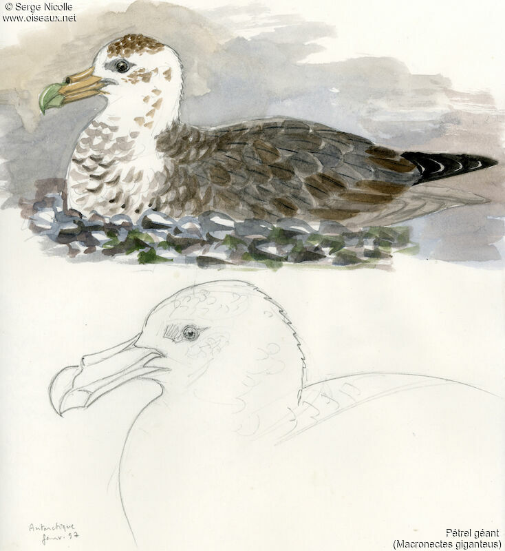 Southern Giant Petrel, identification