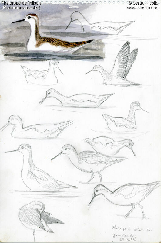 Phalarope de Wilson, identification
