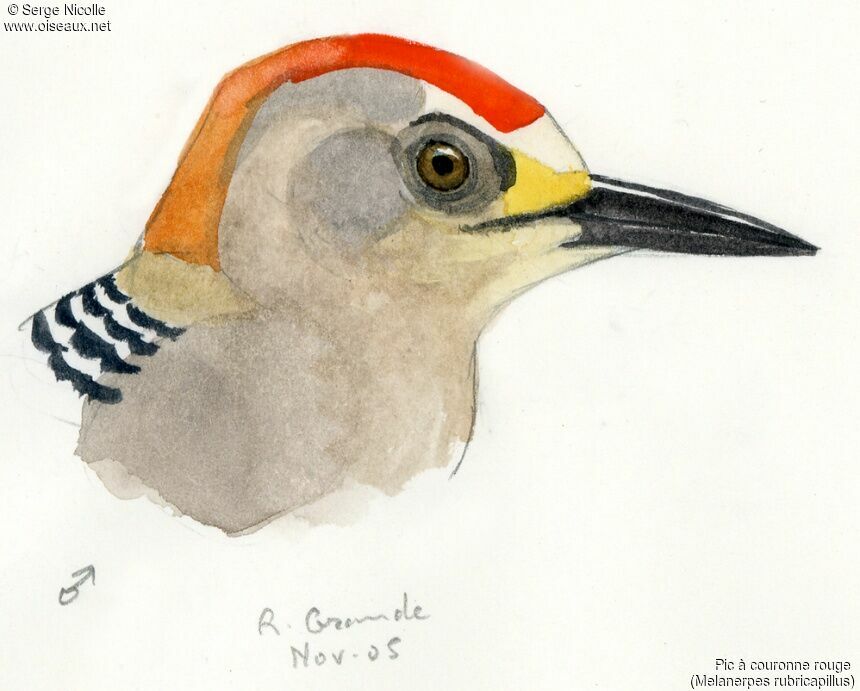 Red-crowned Woodpecker, identification