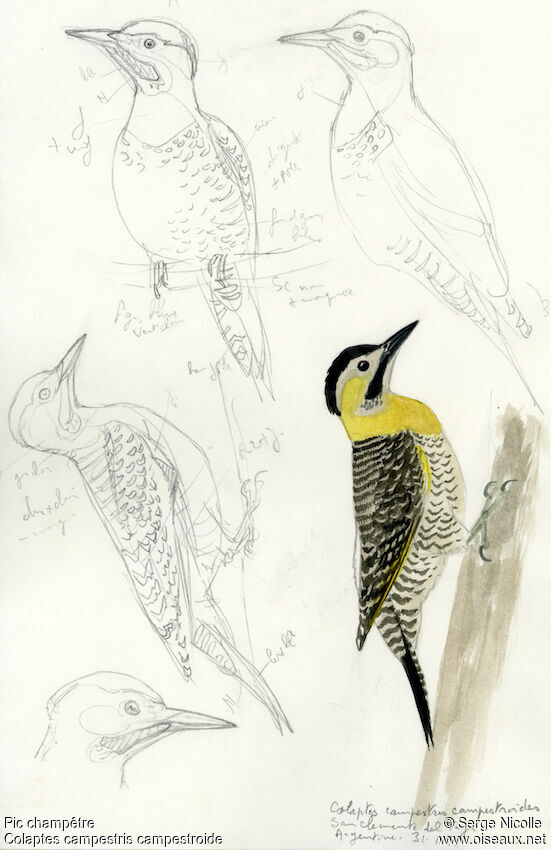 Campo Flicker, identification