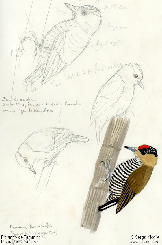 Picumne de Temminck, identification