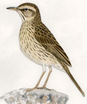 Pipit montagnard