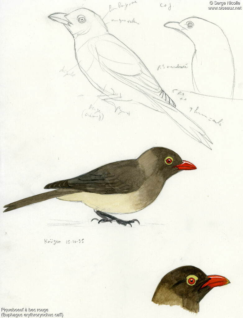 Red-billed Oxpecker, identification