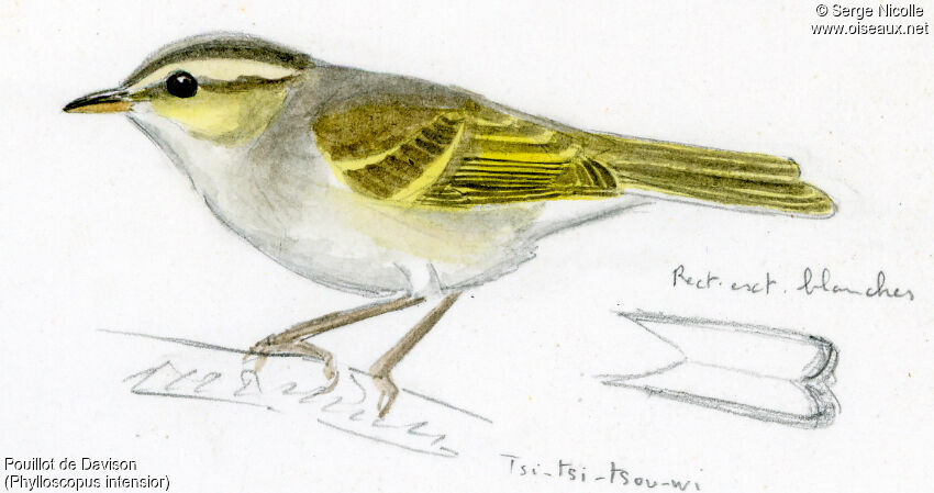 Pouillot de Davison, identification