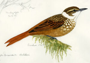 Pseudocolapte de Boissonneau