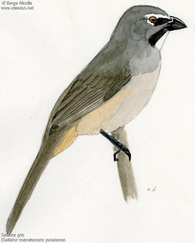 Bluish-grey Saltator, identification