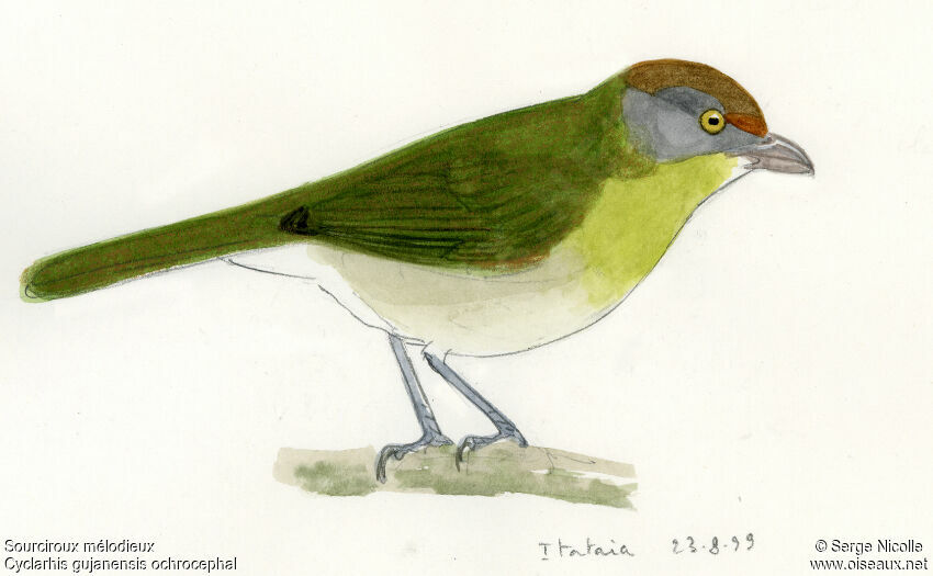 Sourciroux mélodieux, identification