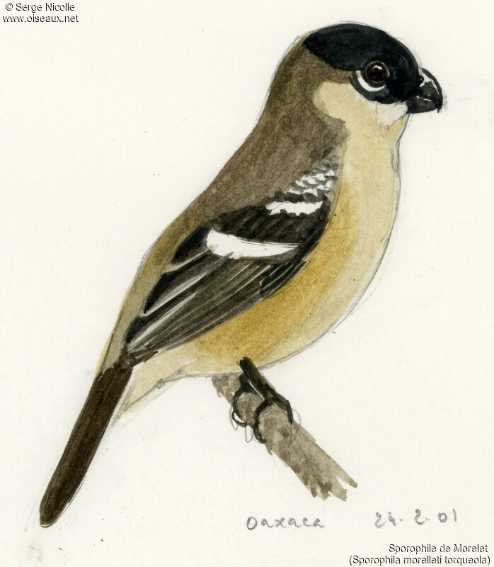 Sporophile de Morelet, identification