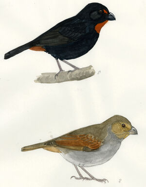 Sporophile rougegorge