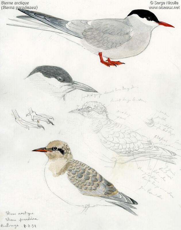 Arctic Ternadult breeding, identification