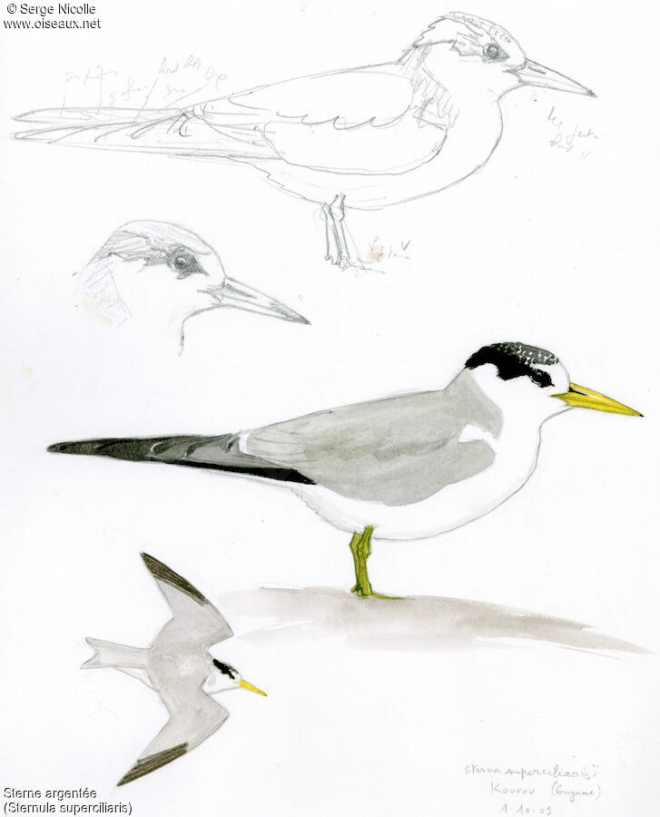 Yellow-billed Tern, identification