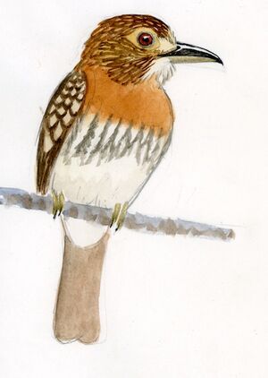 Tamatia de Lafresnaye