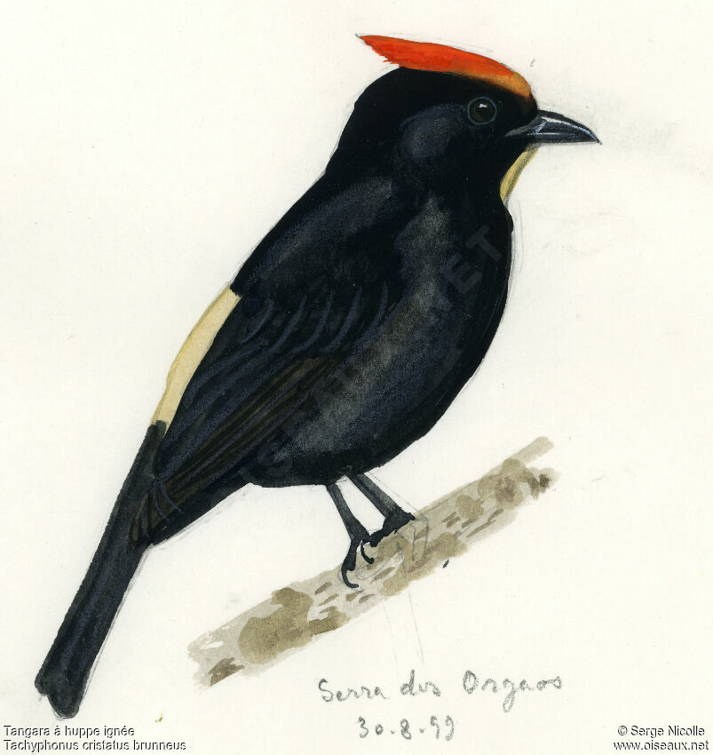 Tangara à huppe ignée, identification