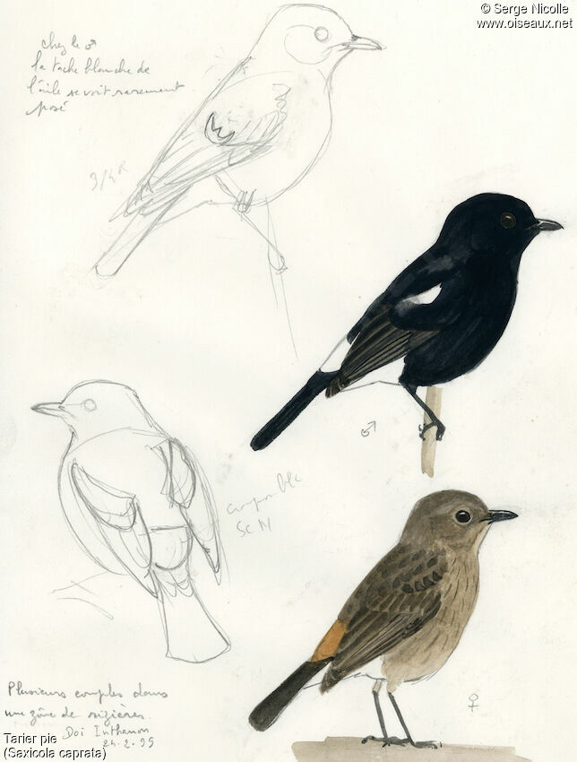 Tarier pieadulte, identification