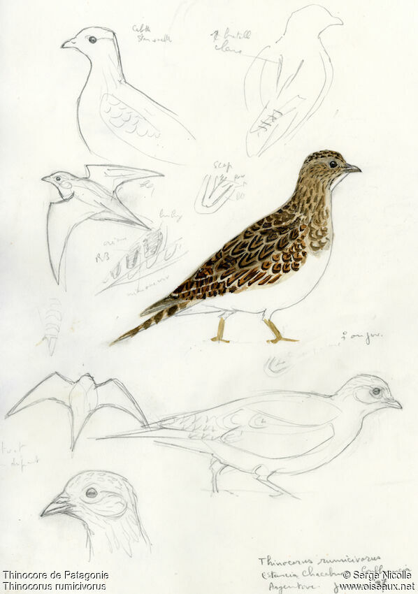 Least Seedsnipe female, identification