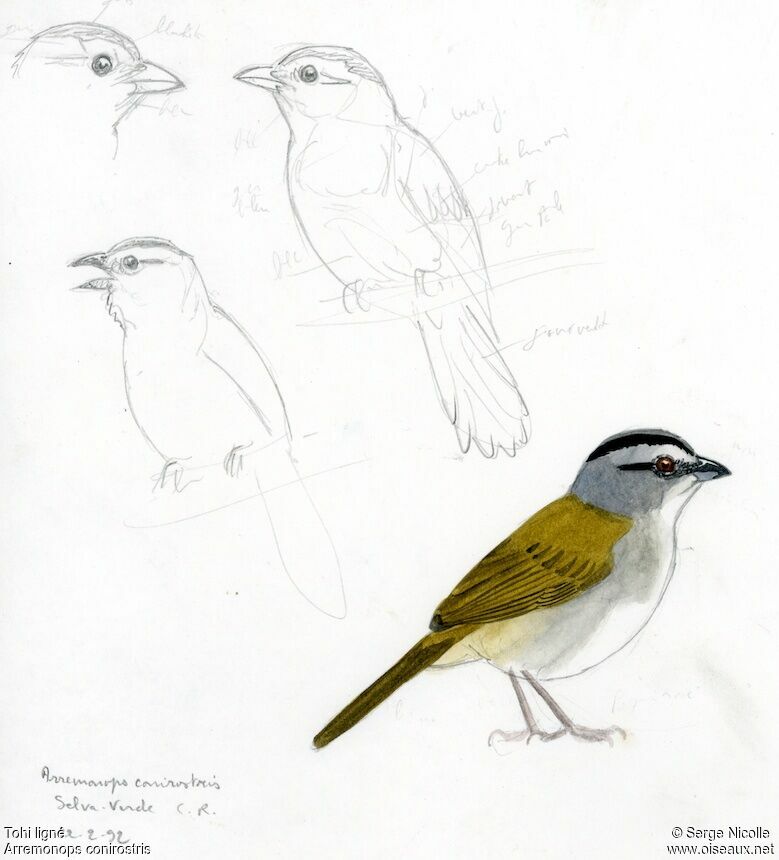 Tohi ligné, identification