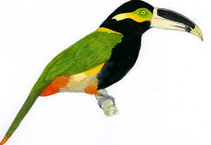 Toucanet de Gould