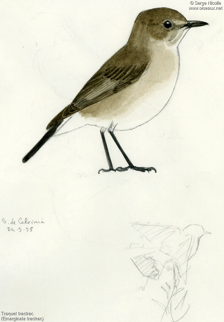 Traquet tractrac, identification