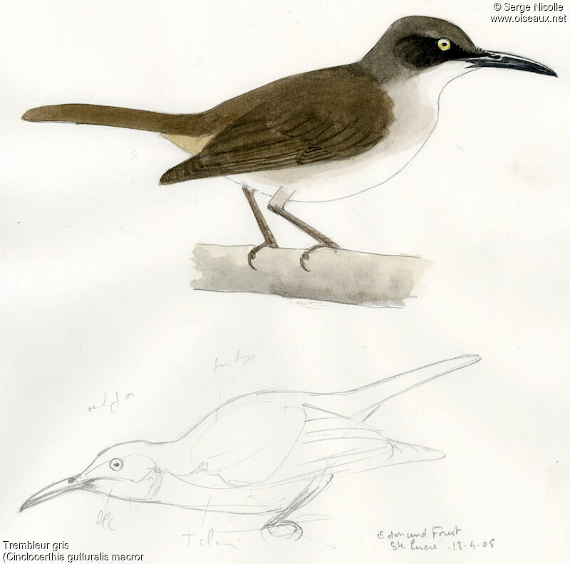 Grey Trembler, identification